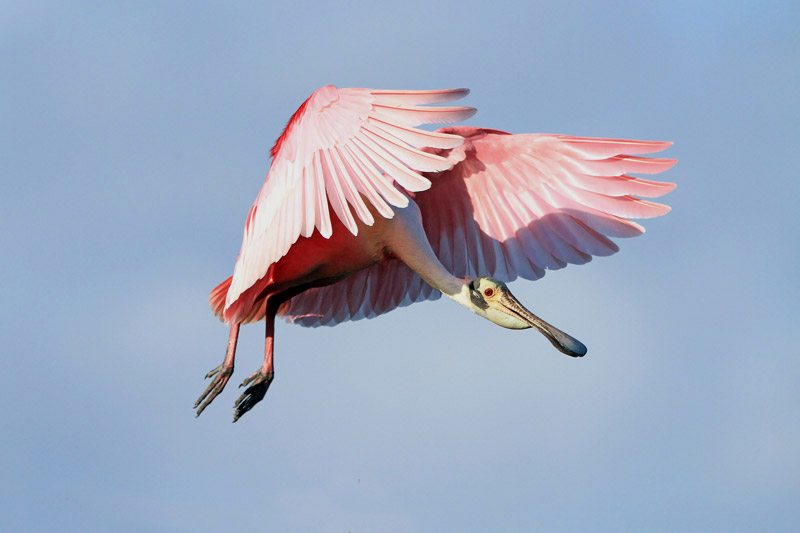 Roseate Spoonbill