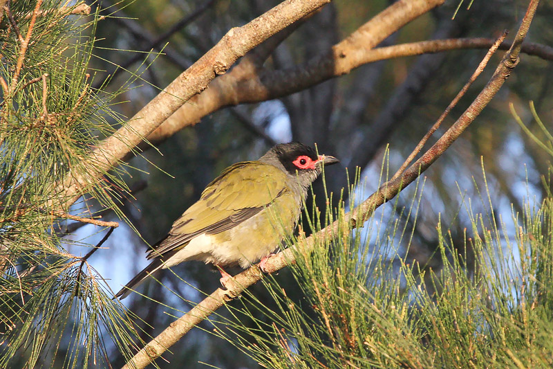 Australian Figbird