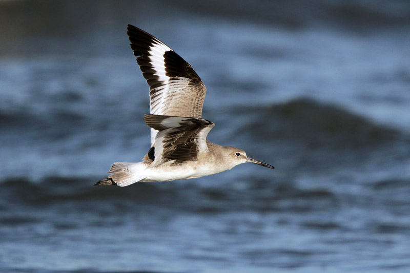 Willet