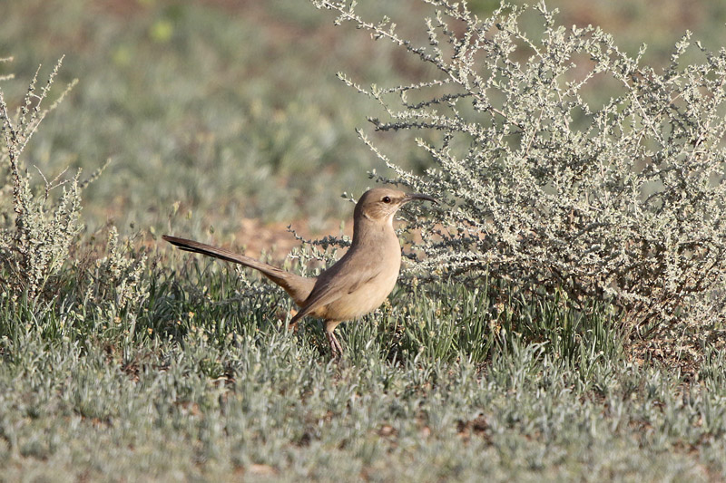 Le Conte's Thrasher