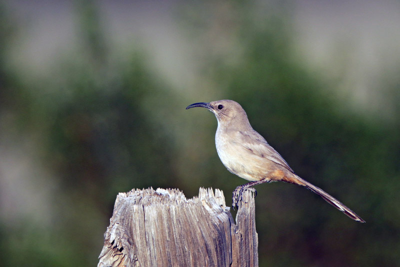 Le Conte's Thrasher