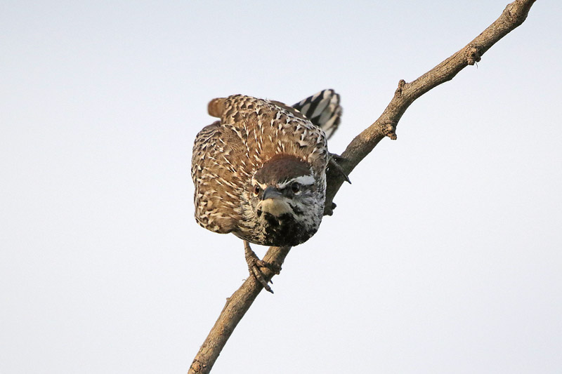 Cactus Wren