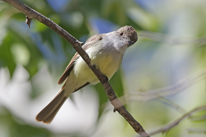 Dusty-capped Flycatcher
