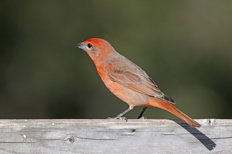 Hepatic Tanager