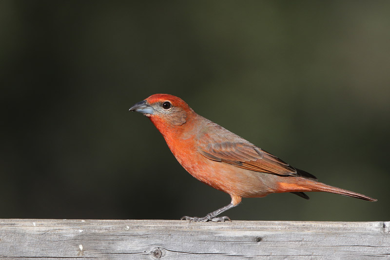 Hepatic Tanager