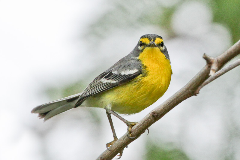 Adelaides Warbler