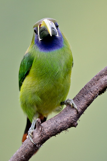 Emerald Toucanet