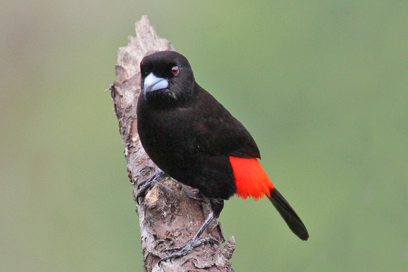 Passerines Tanager