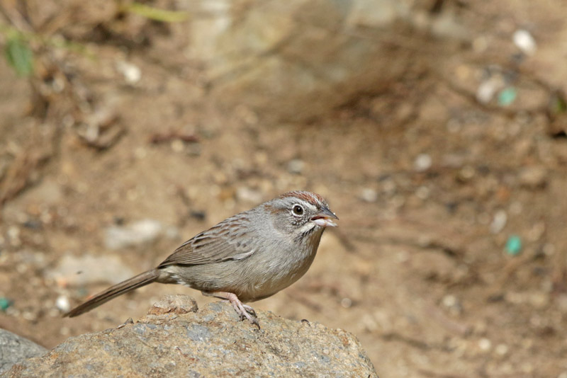 Rufous-crowned Sparrow