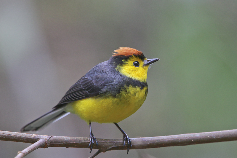 Collared Redstart