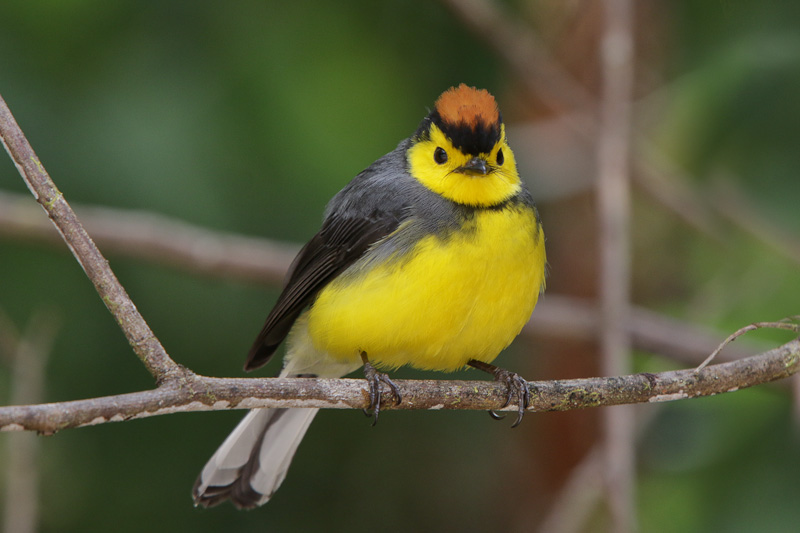 Collared Redstart
