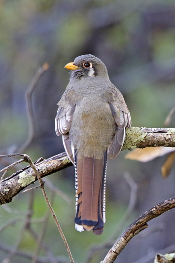 Elegant Trogon