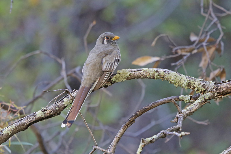 Elegant Trogon