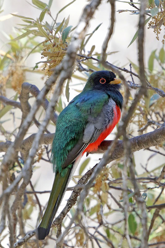 Elegant Trogon