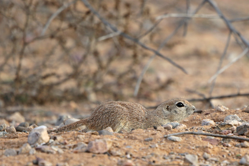 Round-tailed Ground Squirrel