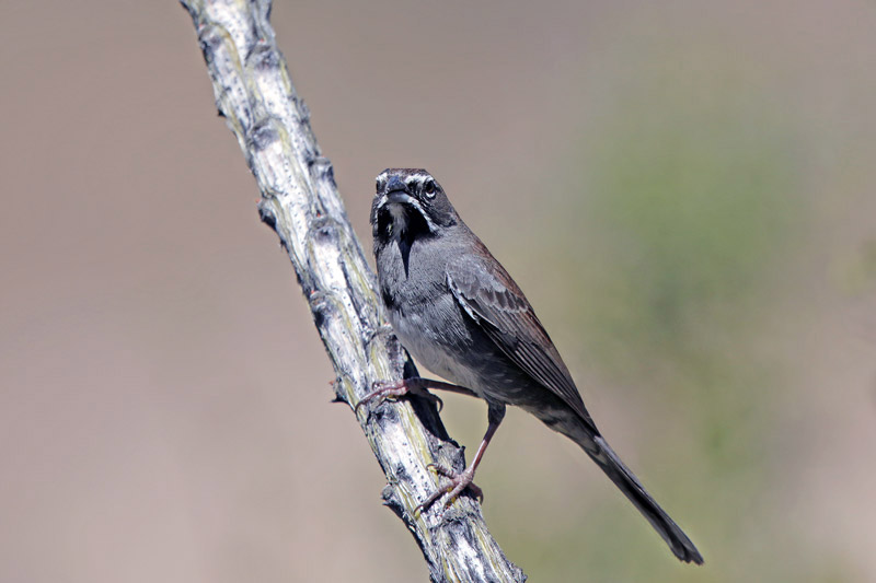 Five-striped Sparrow
