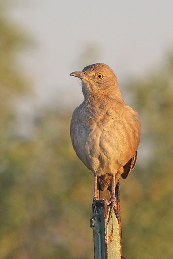 Curve-billed Thrasher