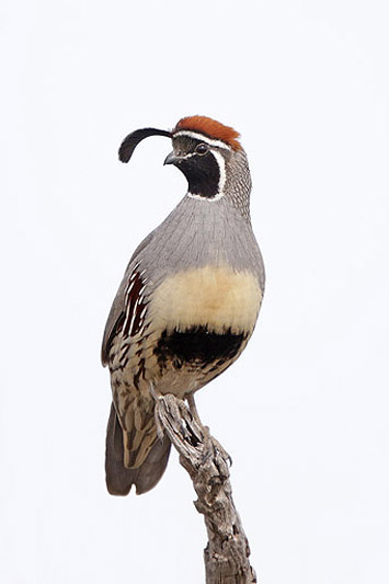 Gambel's Quail