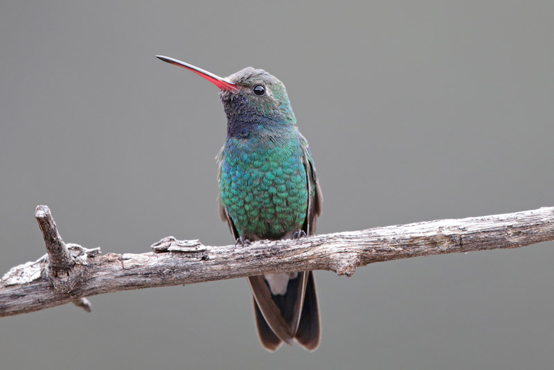 Broad-billed Hummingbird