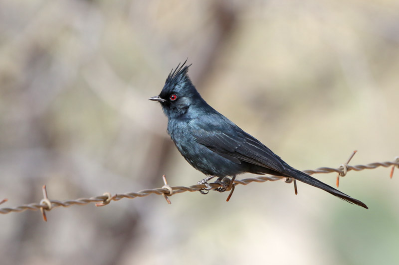 Phainopepla