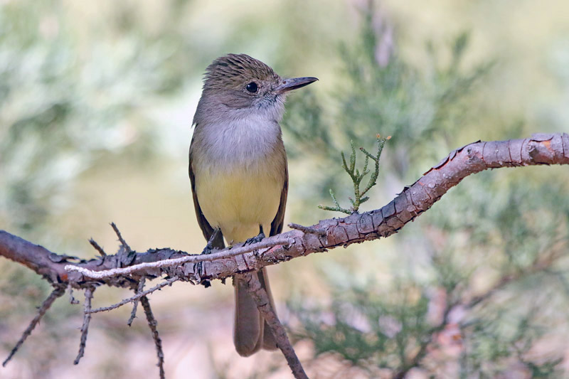 Dusty-capped Flycatcher