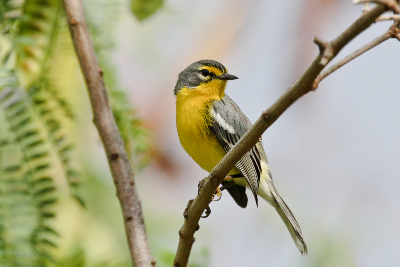 Adelaide's Warbler