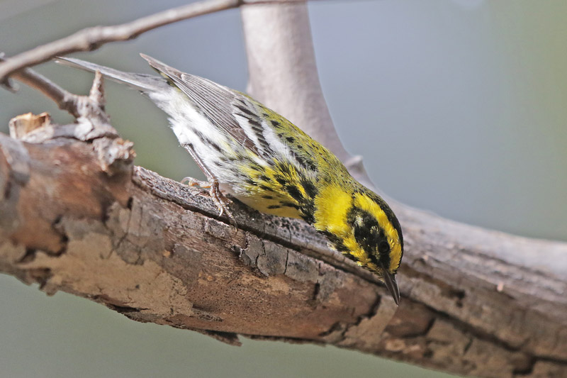 Townsend Warbler