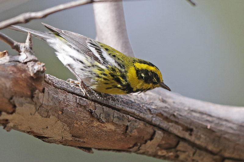 Townsend Warbler