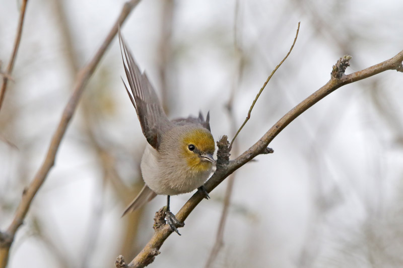 Verdin