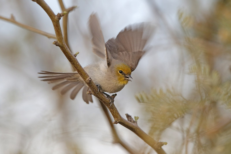 Verdin
