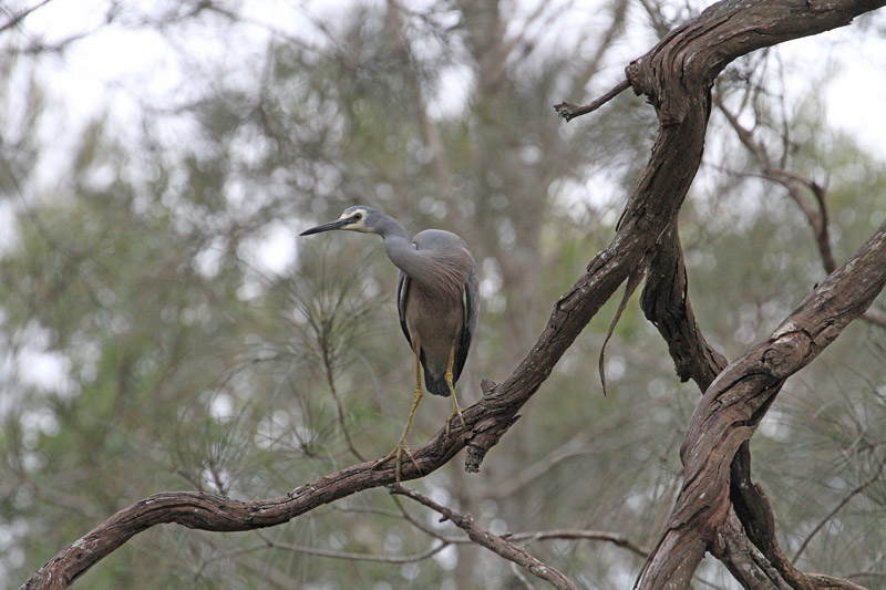 White-faced Heron