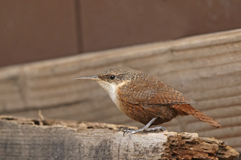 Canyon Wren