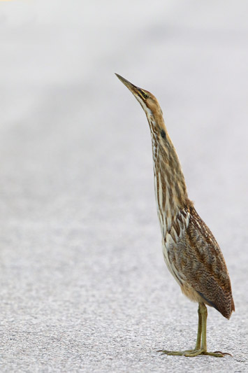 American Bittern