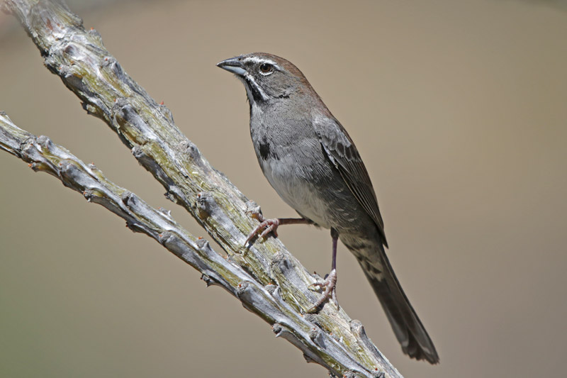 Five-striped Sparrow