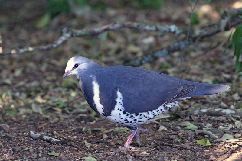 Wonga Pigeon