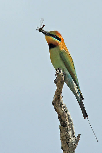 Rainbow Bee-eater