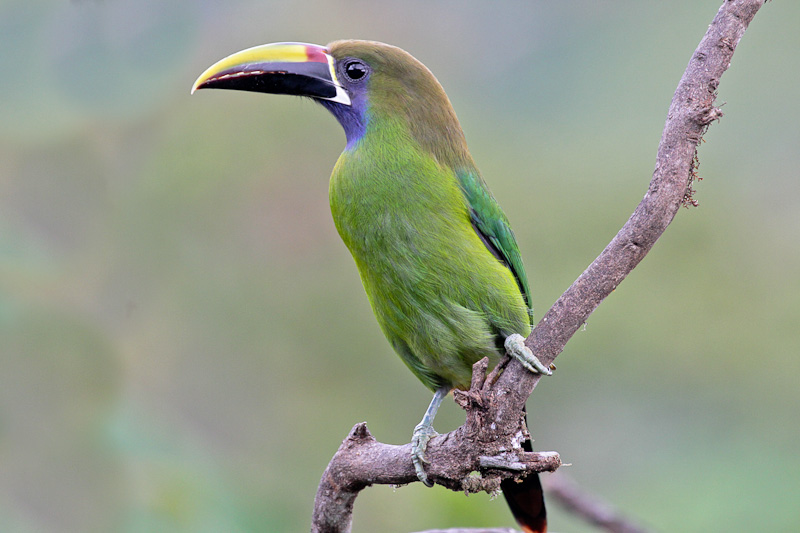 Emerald Toucanet