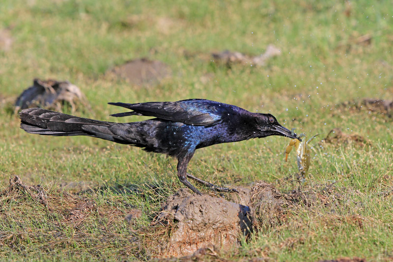 Boat-tailed Grackle