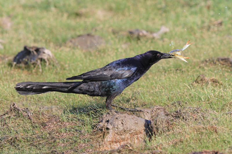 Boat-tailed Grackle