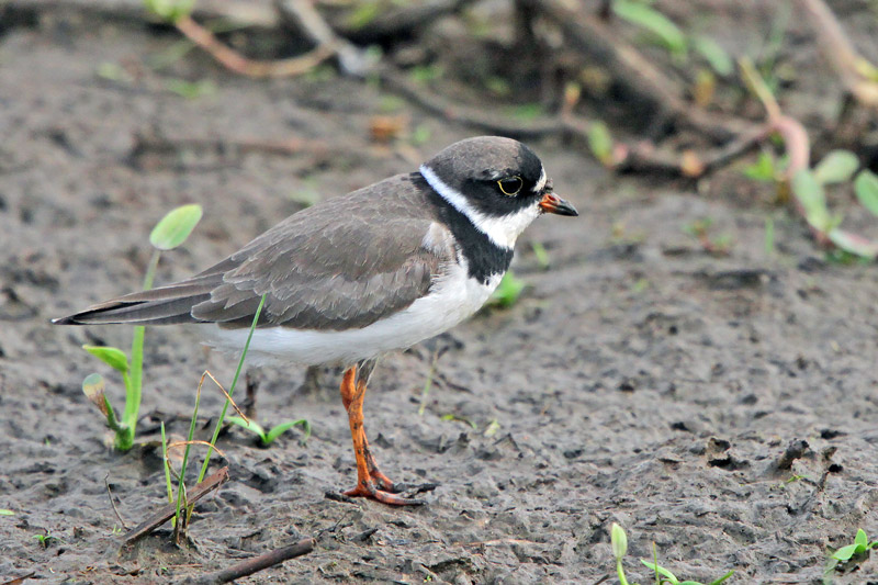 Semipalmated Plover