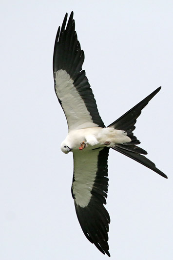 Swallow-tailed Kite