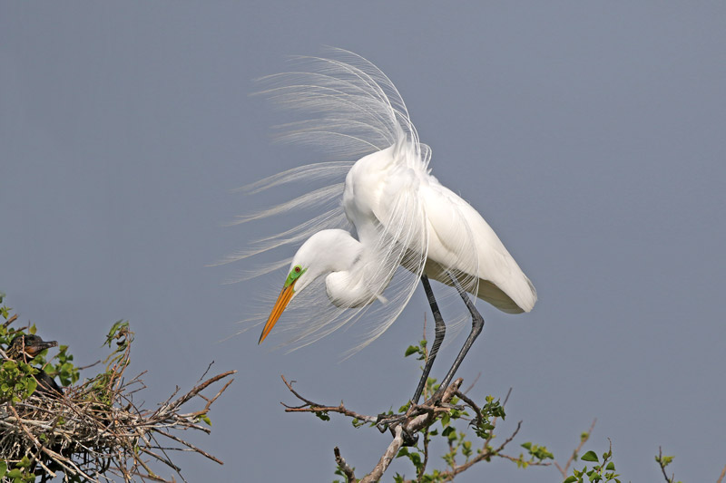 Great Egret