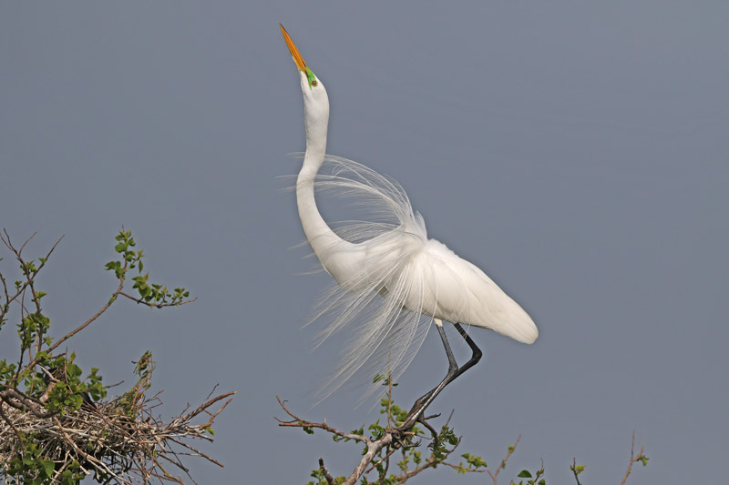 Great Egret