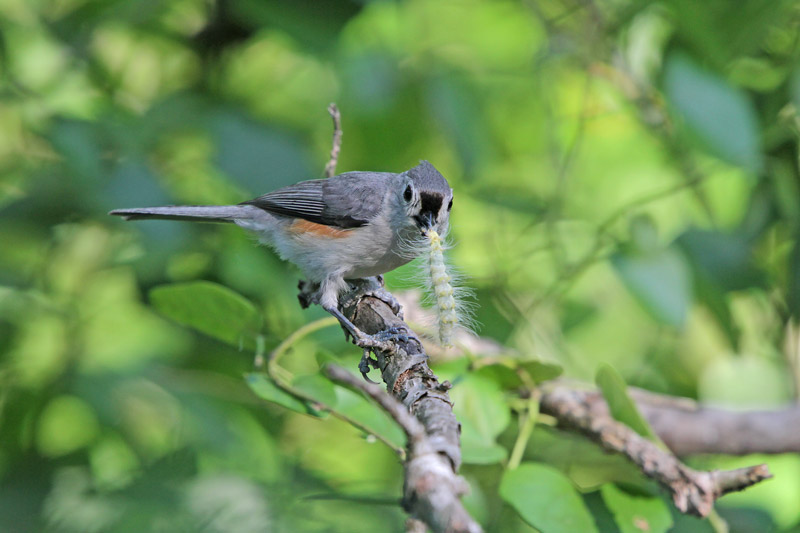 Tufted Titmouse