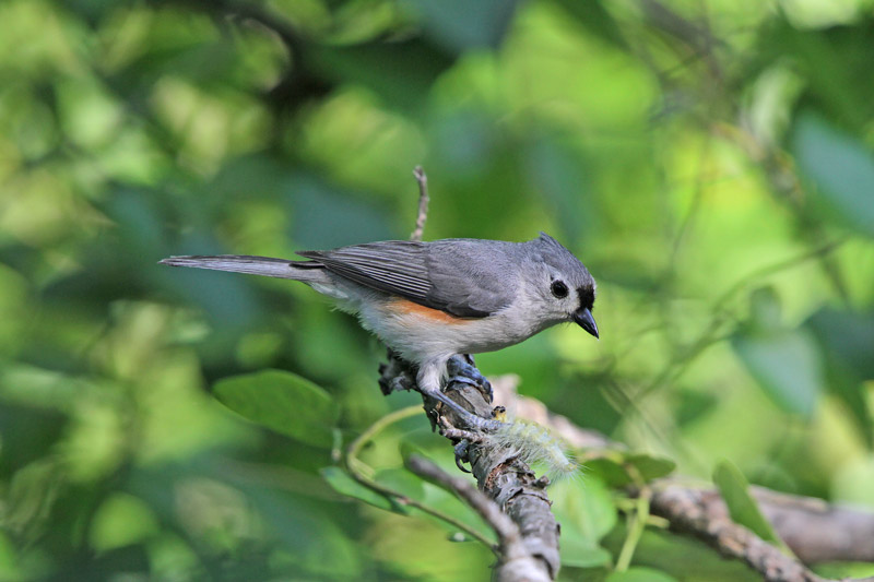 Tufted Titmouse