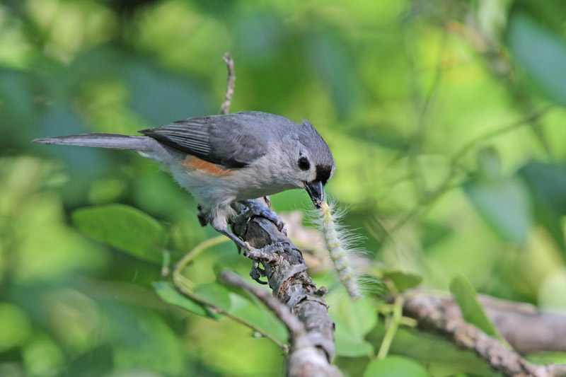 Tufted Titmouse