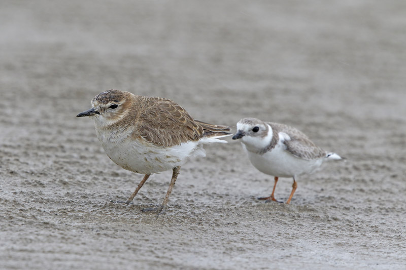 Mountain Plover
