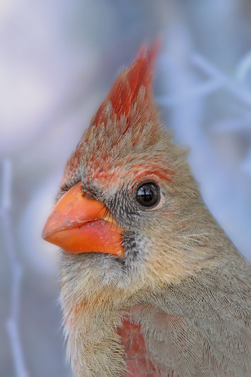 Northern Cardinal