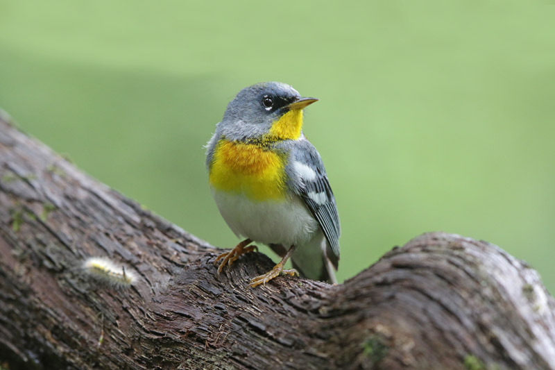 Northern Parula