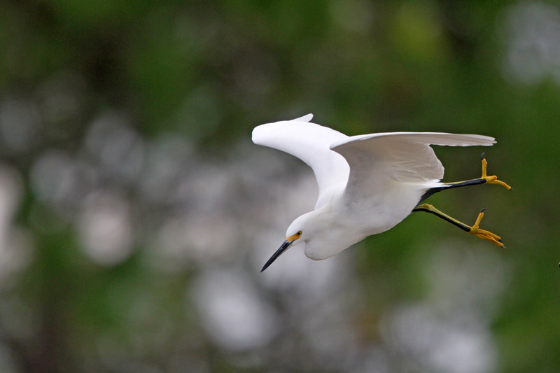 Snowy Egret